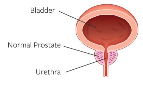 Illustration of Normal Prostate